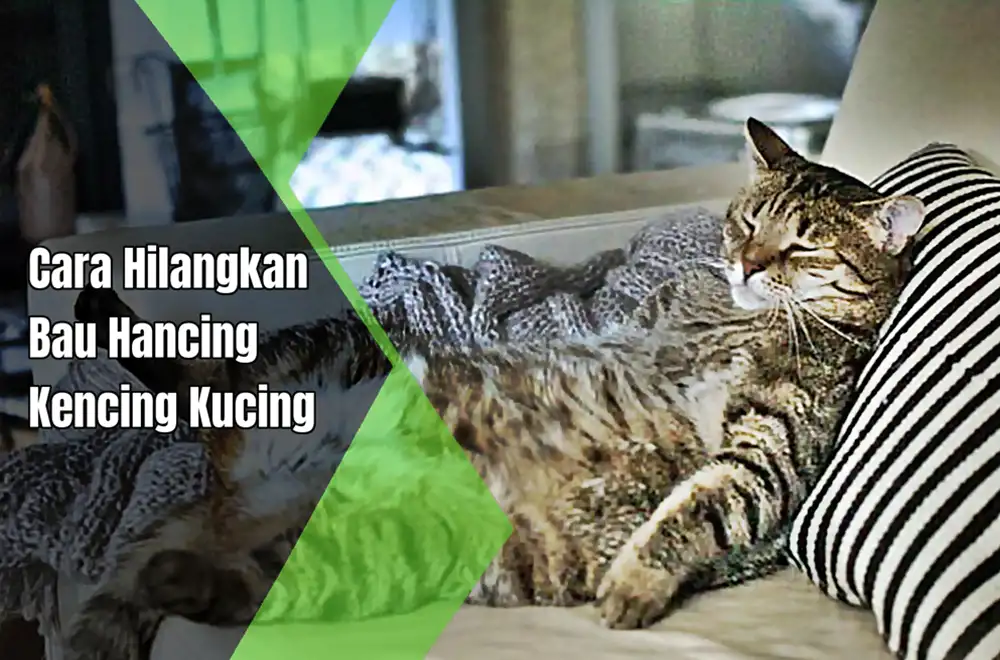 hilangkan bau busuk kencing kucing