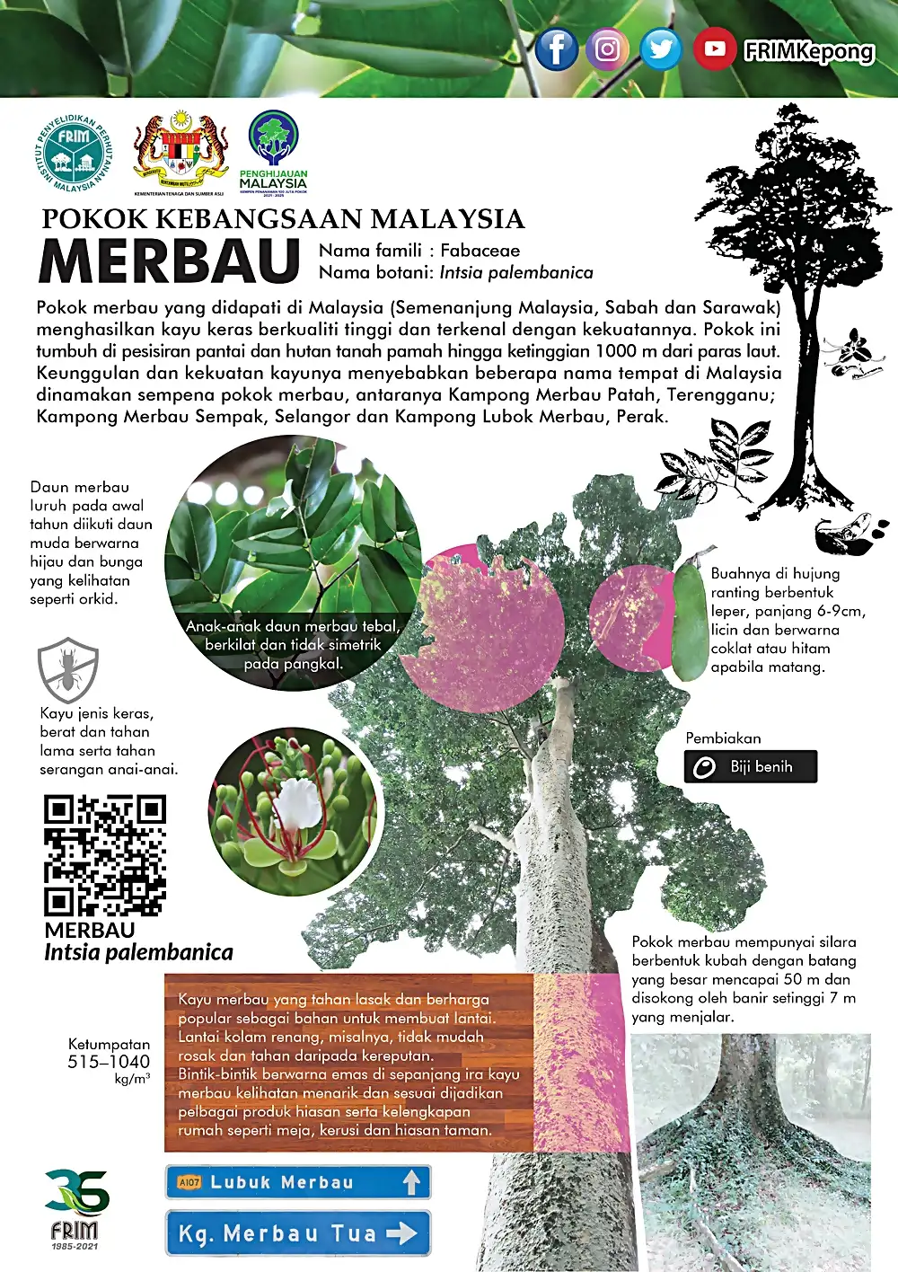 infografik pokok merbau