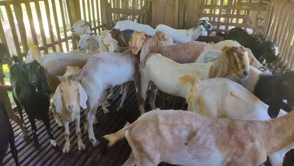 kambing jamnapari malaysia