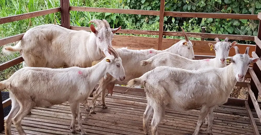 kambing saanen malaysia