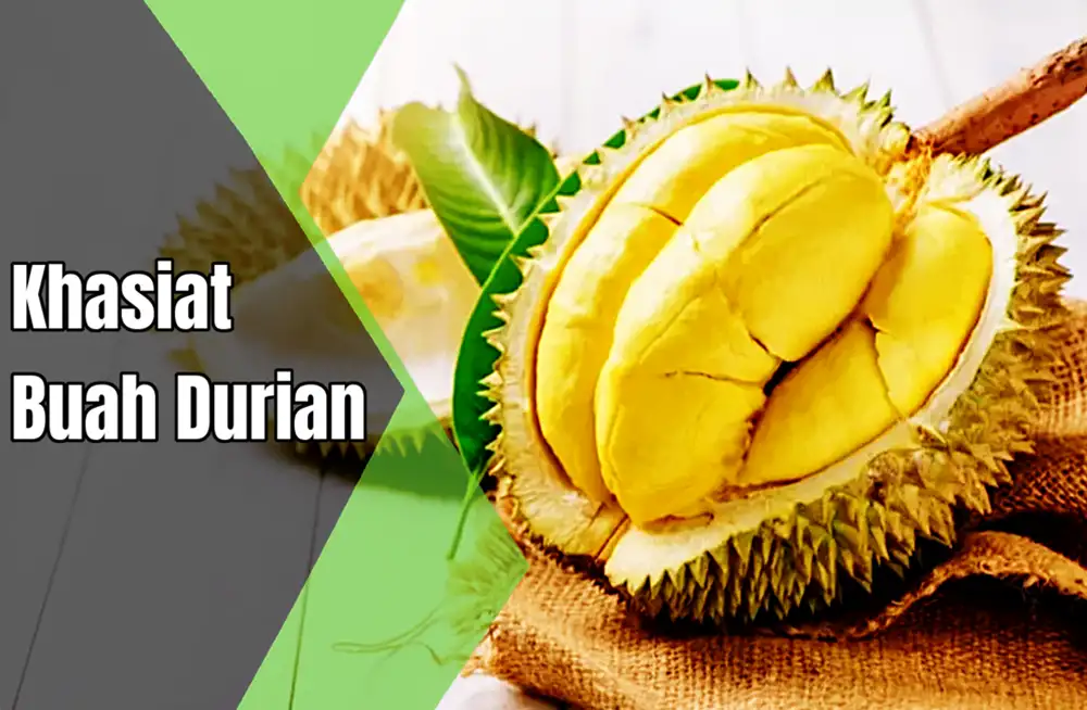 khasiat buah durian