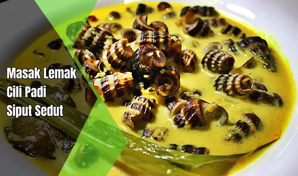 masak lemak cili padi siput sedut