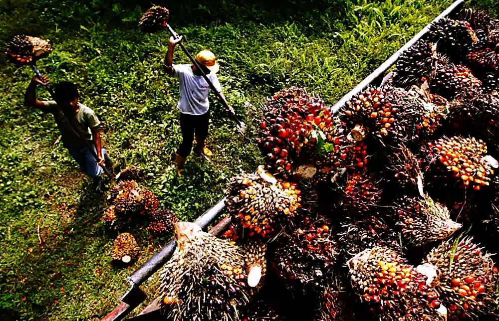 pekerja ladang