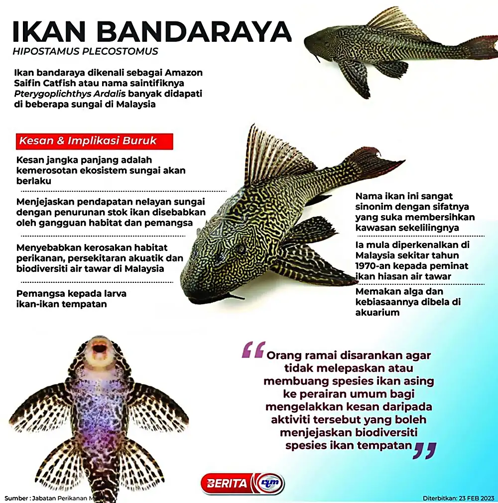 infografik ikan bandaraya