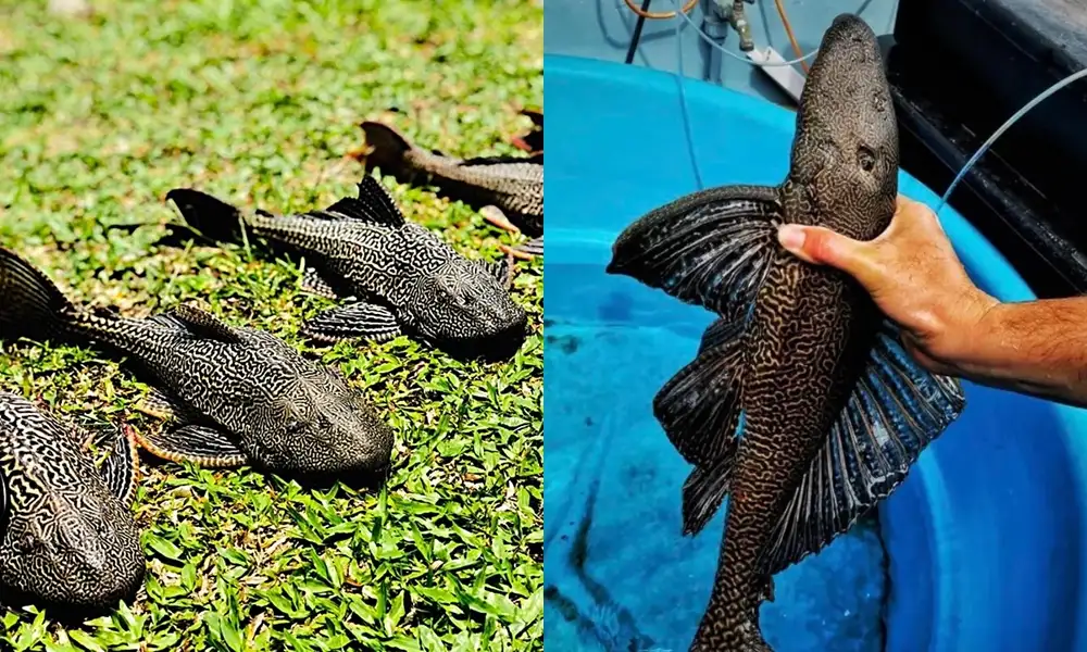 tangkap ikan bandaraya